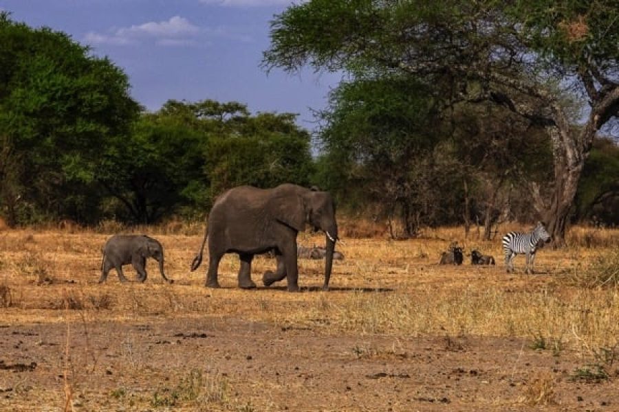 Excursion d’une journée au Parc National de Tarangire
