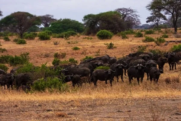 Tarangire National Park