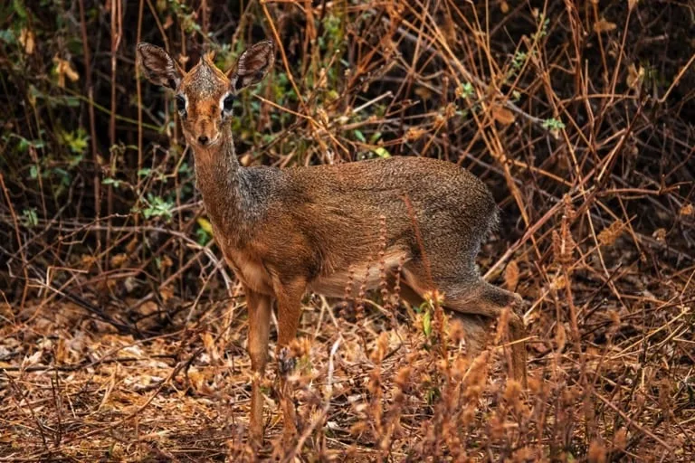 Dik Dik