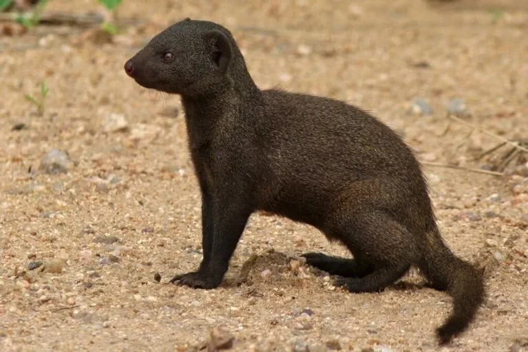 Dwarf Mongoose