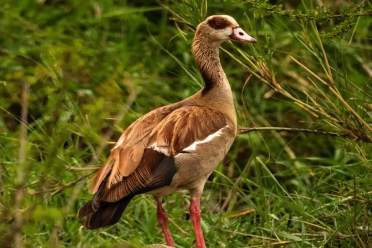 Egyptian Goose