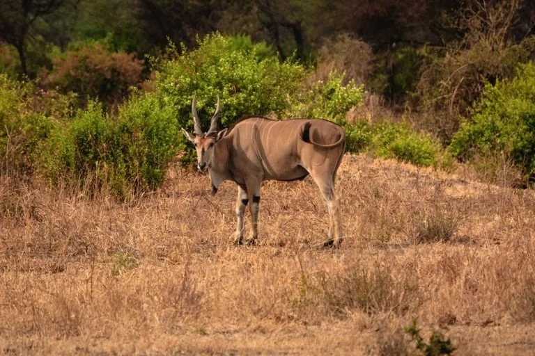 Eland