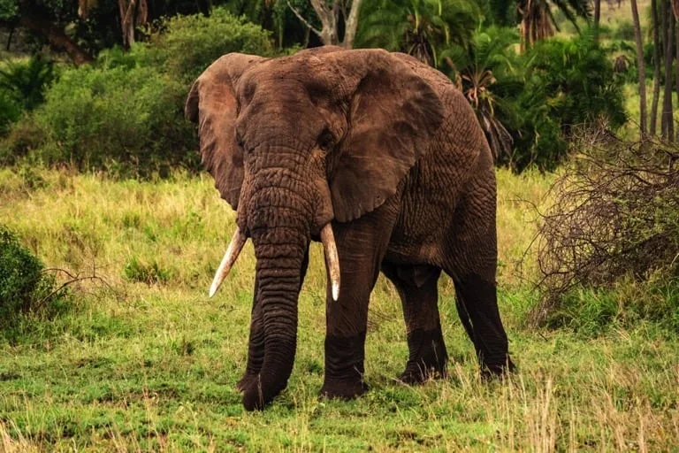 Elephant