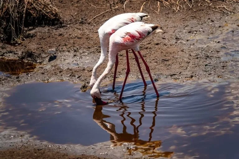 Flamingo