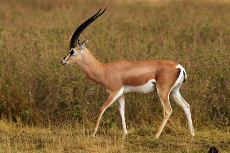 Grant Gazelle