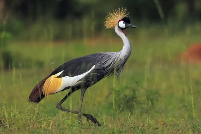 Gray Crown Crane