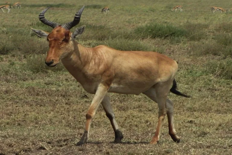 Hartebeest
