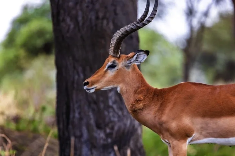 Impala