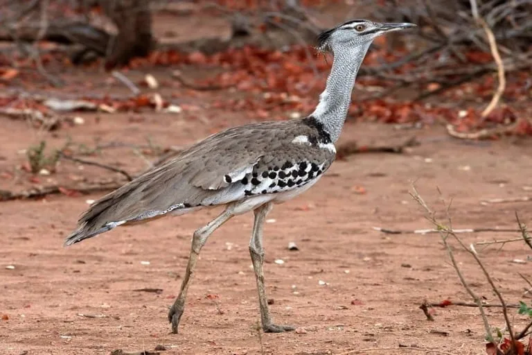 Kori Bustard