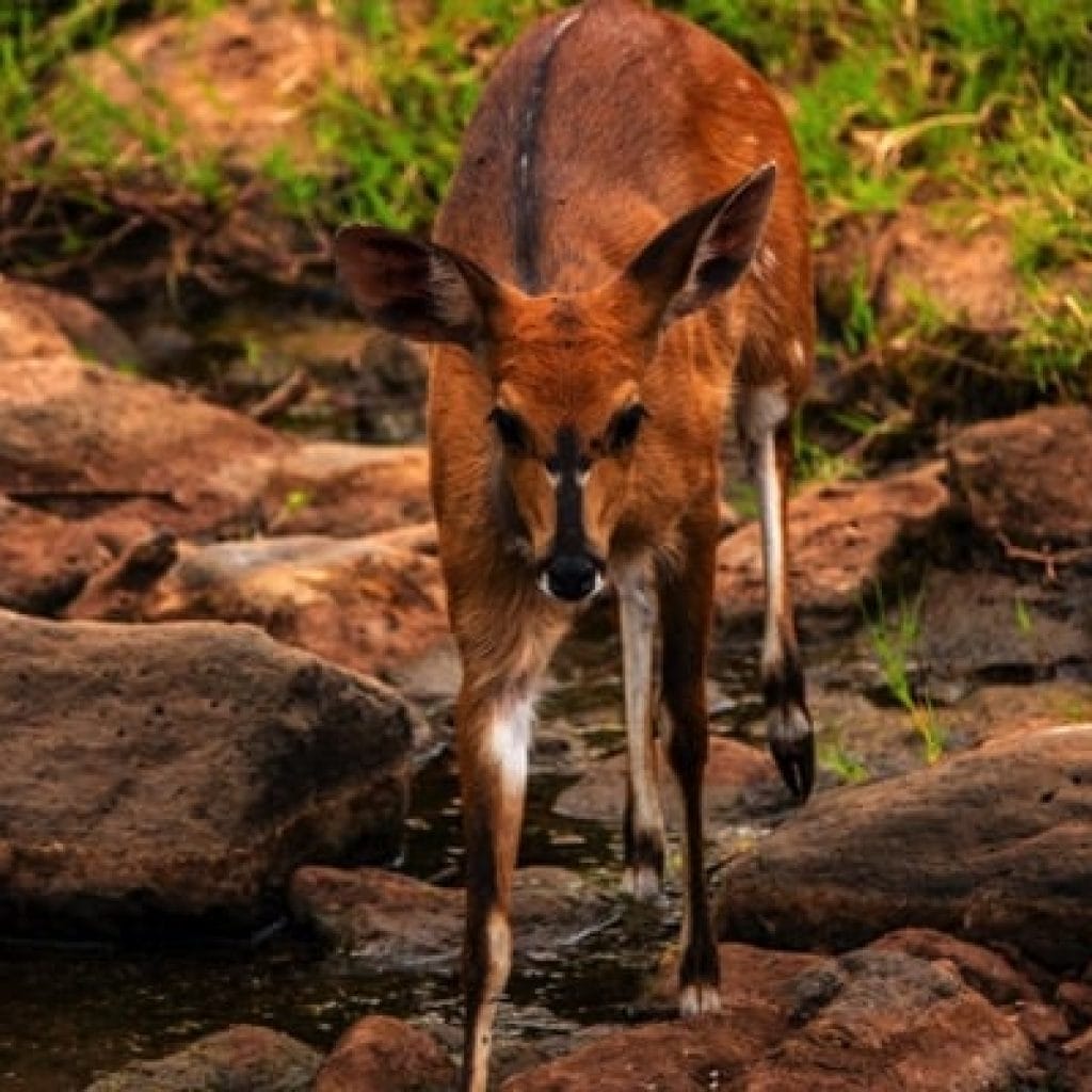 Lake Manyara National Park 3 days Safari – Choose Your Park Ngorongoro Crater
