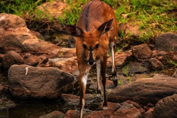 Lake Manyara National Park 3 days Safari – Choose Your Park Ngorongoro Crater