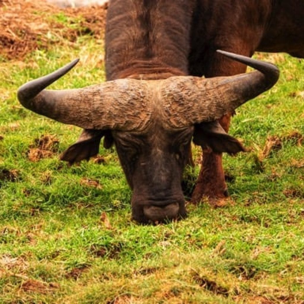 Lake Manyara National Park 3 days Safari – Choose Your Park Ngorongoro Crater