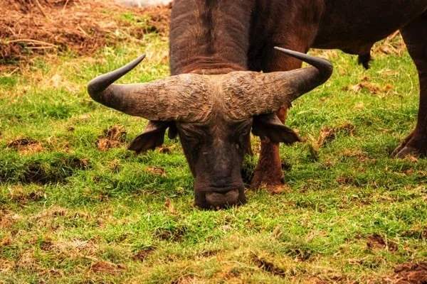 Lake Manyara National Park 3 days Safari – Choose Your Park Ngorongoro Crater