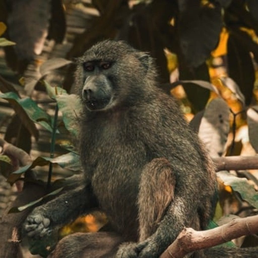 Lake Manyara National Park 3 days Safari – Choose Your Park Ngorongoro Crater