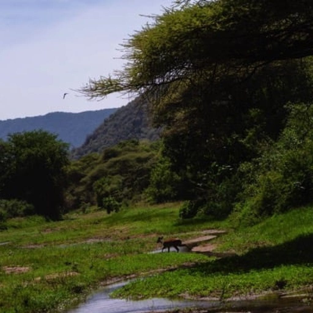 Lake Manyara National Park 4 days Safari – Great Ngorongoro Crater