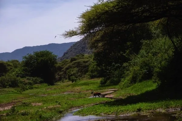 Lake Manyara National Park 4 days Safari – Great Ngorongoro Crater