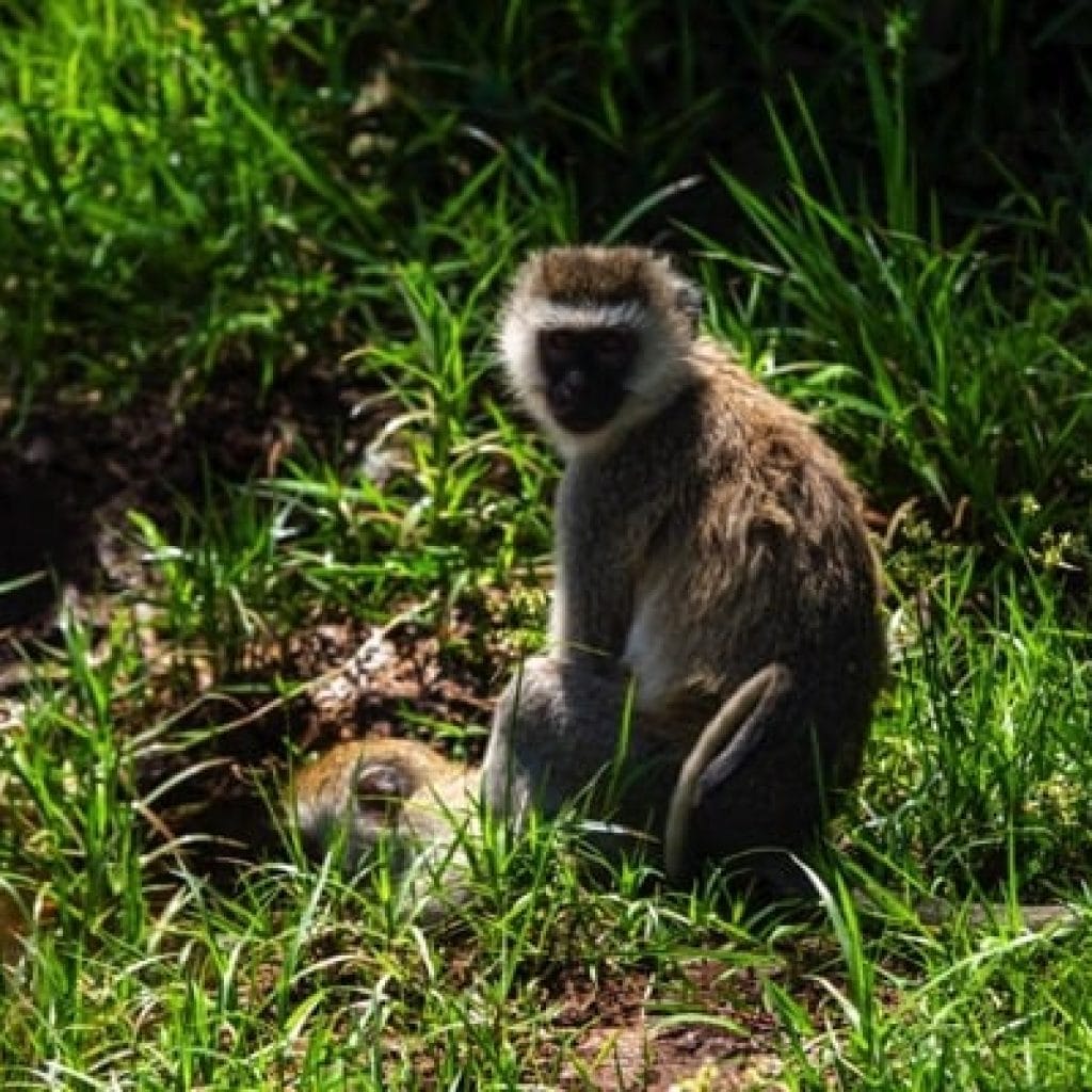 Lake Manyara National Park 4 days Safari – Great Ngorongoro Crater