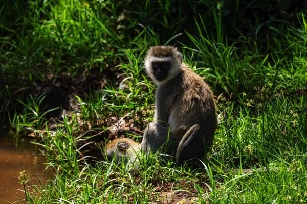 Lake Manyara National Park 4 days Safari – Great Ngorongoro Crater