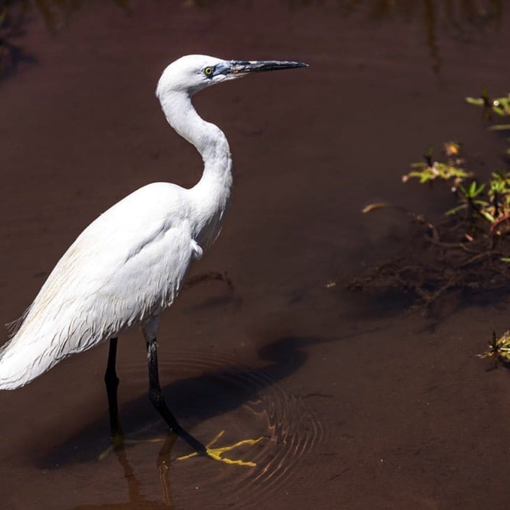 Lake Manyara National Park 6 days Founders Safari .1