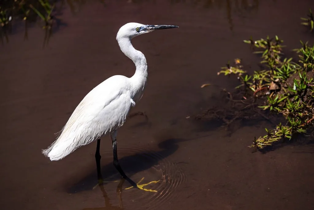 Lake Manyara National Park 6 days Founders Safari .1