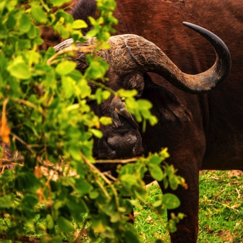 Lake Manyara National Park 6 days Founders Safari .2