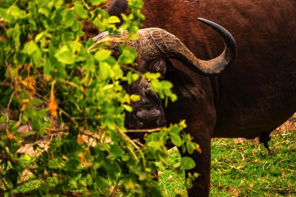Lake Manyara National Park 6 days Founders Safari .2