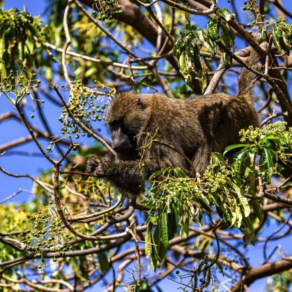 Lake Manyara National Park 6 days Founders Safari