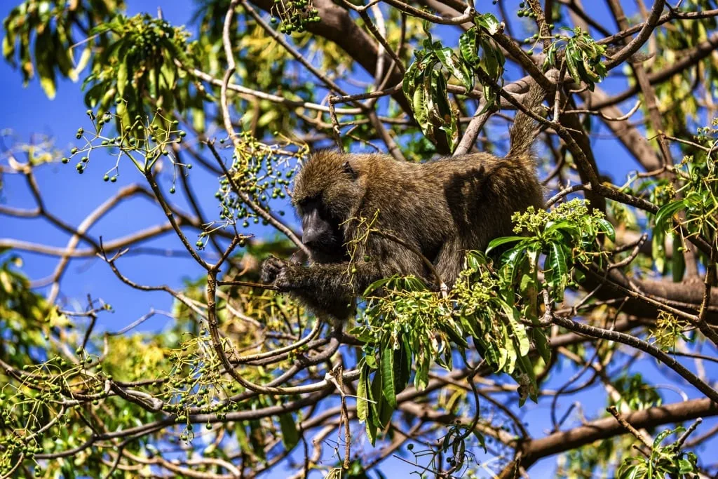 Lake Manyara National Park 6 days Founders Safari