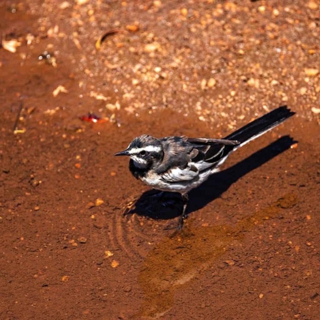 Lake Manyara National Park 6 days Signature Safari