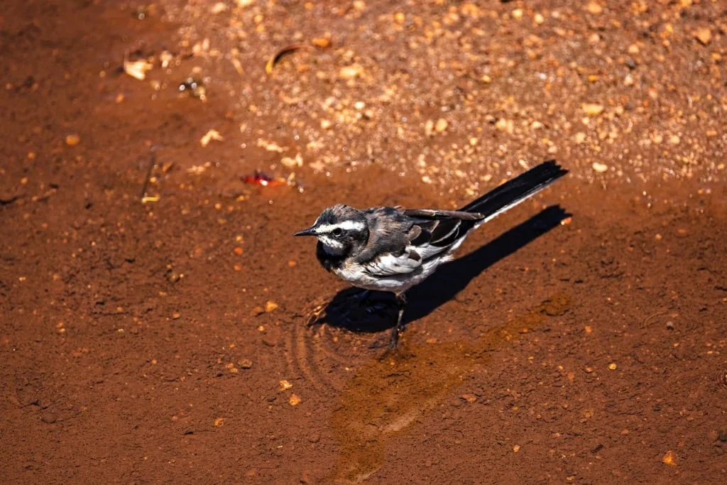 Lake Manyara National Park 6 days Signature Safari