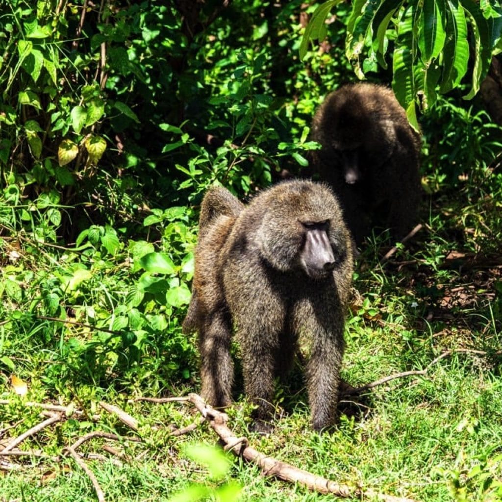 Lake Manyara National Park 6 days Signature Safari