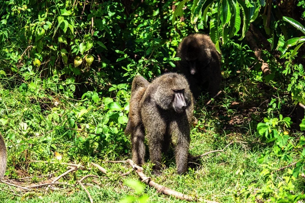 Lake Manyara National Park 6 days Signature Safari