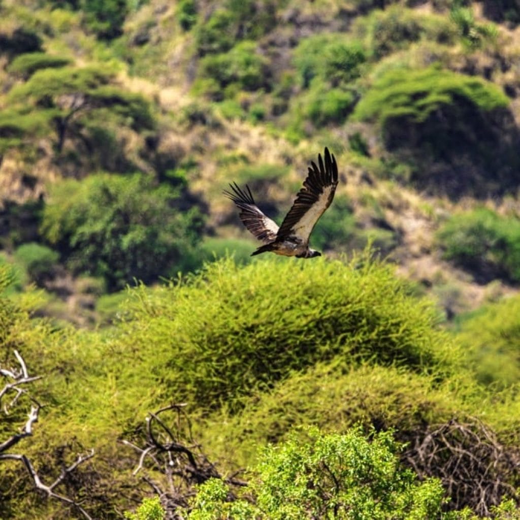 Lake Manyara National Park 7 days Baobab Safari