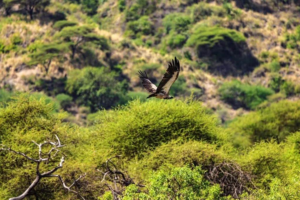Lake Manyara National Park 7 days Baobab Safari