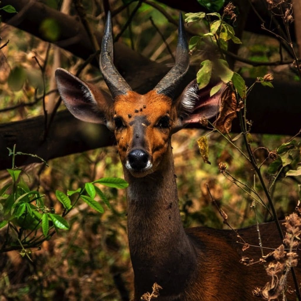 Lake Manyara National Park 8 days Vacation Tanzania Safari