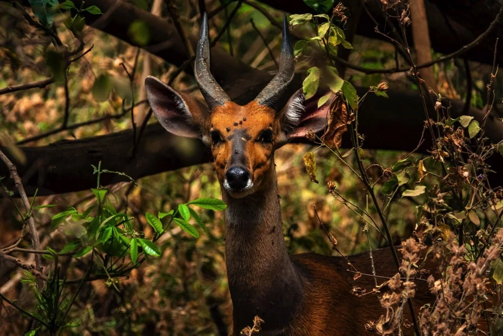 Lake Manyara National Park 8 days Vacation Tanzania Safari