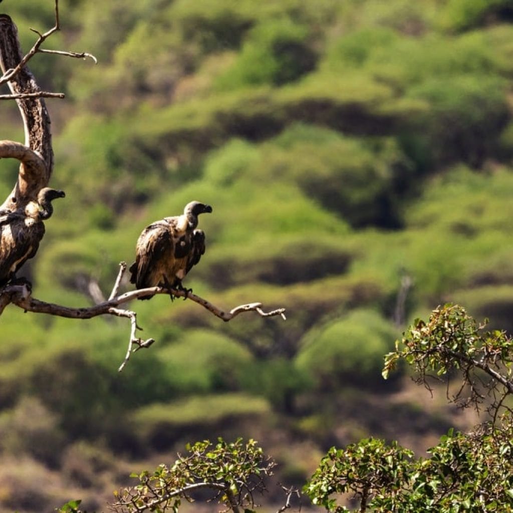 Lake Manyara National Park 8 days Vacation Tanzania Safari