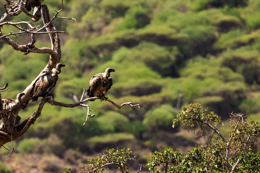 Lake Manyara National Park 8 days Vacation Tanzania Safari