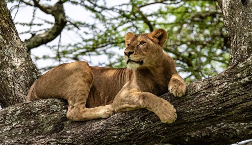 Lake Manyara