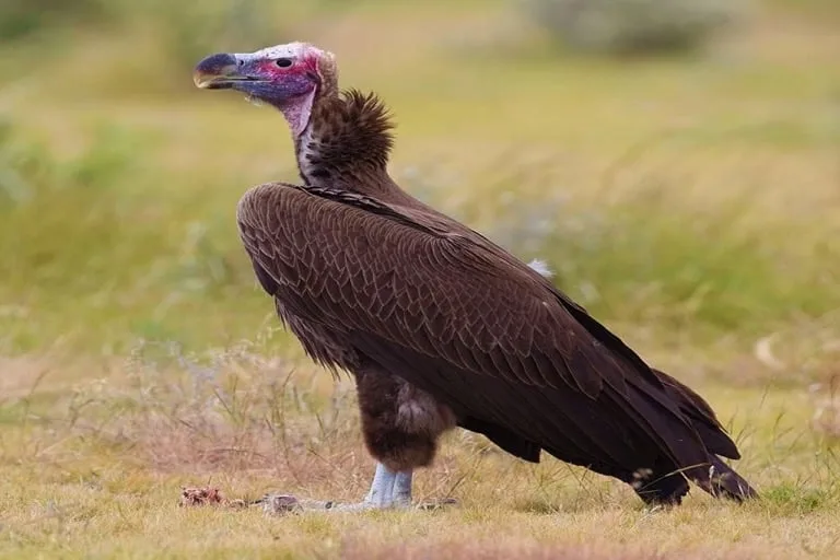 Lappet Faced Vulture