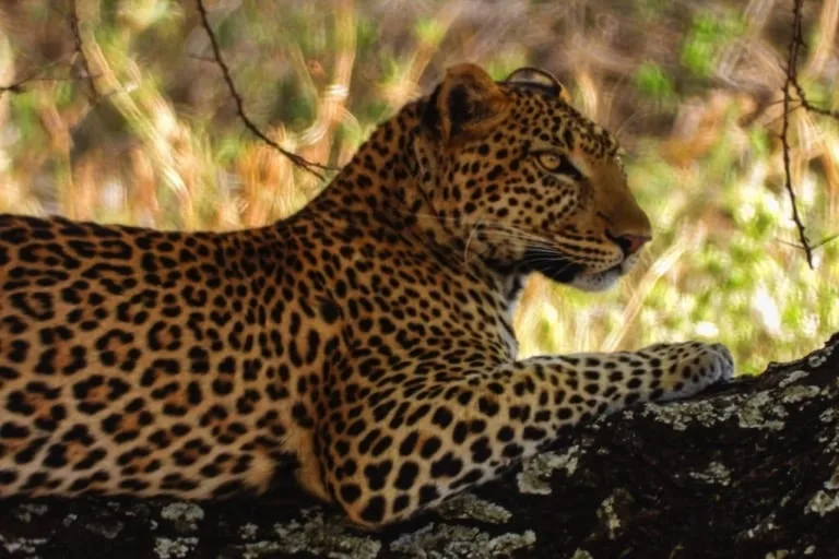 Leopard