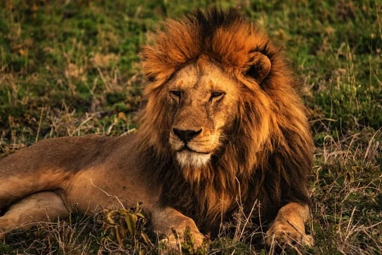 Lion