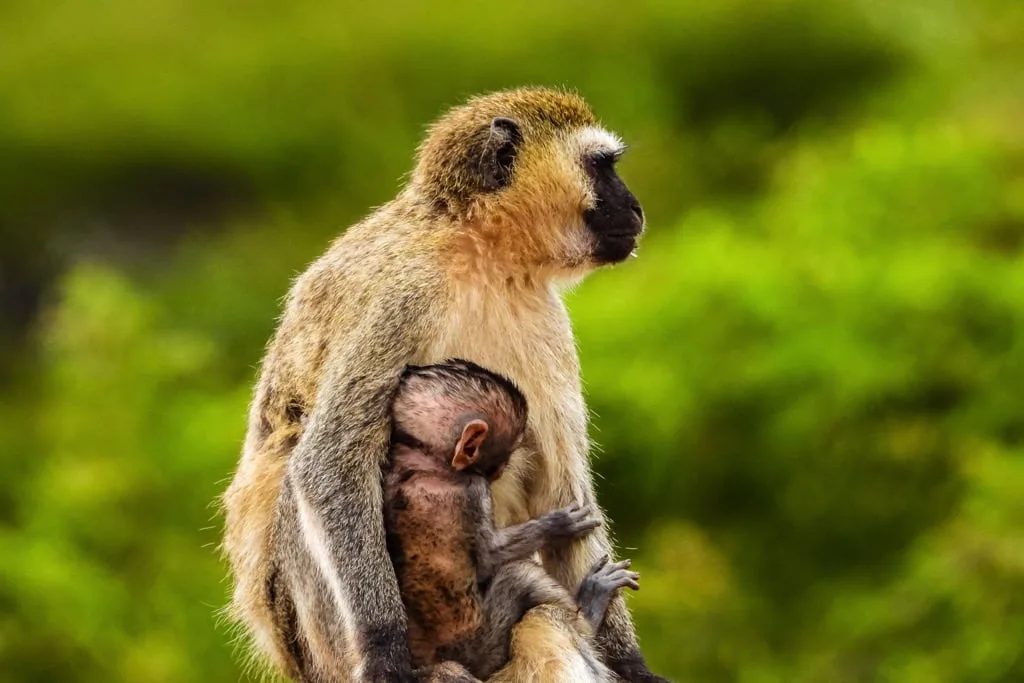 Timon Safaris