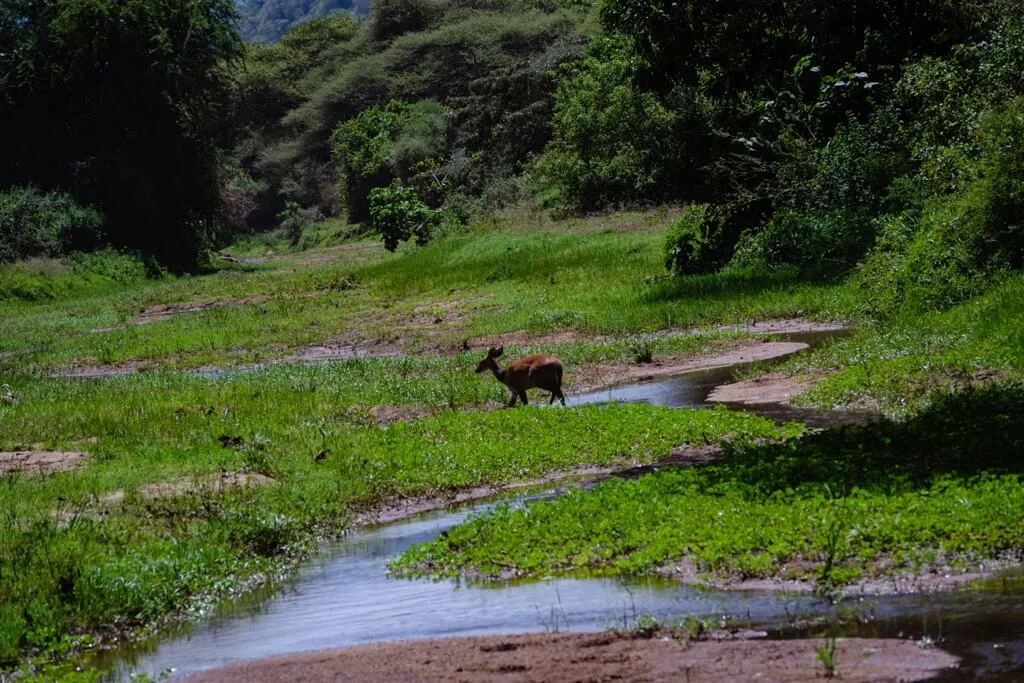 Timon Safaris