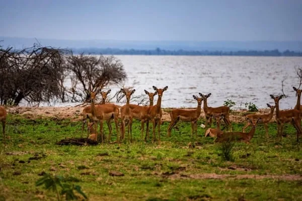 Lake Manyara National Park