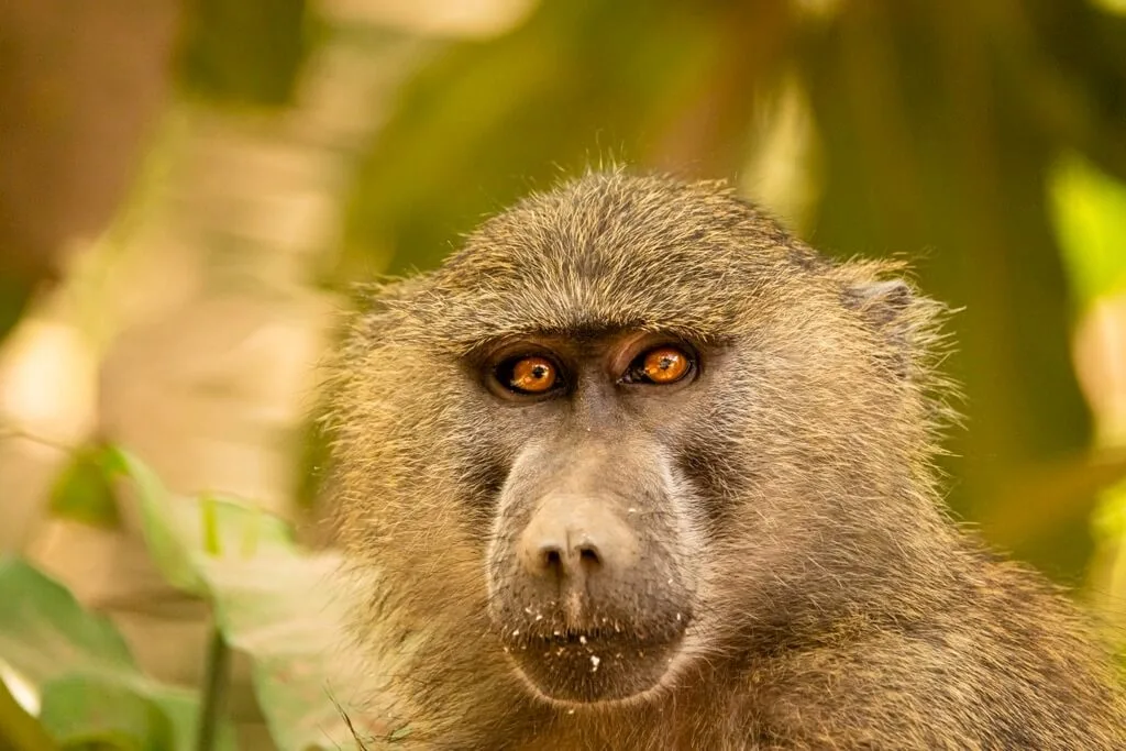 Timon Safaris