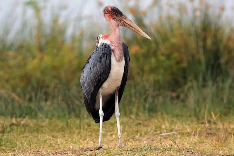 Marabou Stork