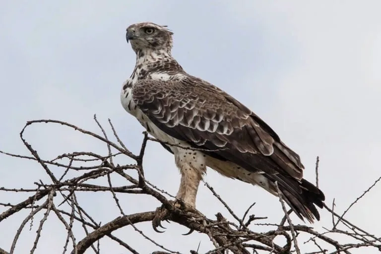 Martial Eagle