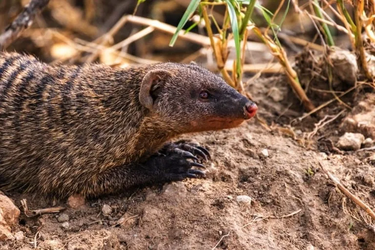 Mongoose