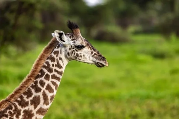 Timon Safaris